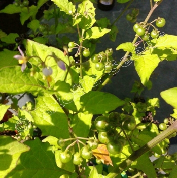 Preview: Solanum guineense * 50-1.000 Samen